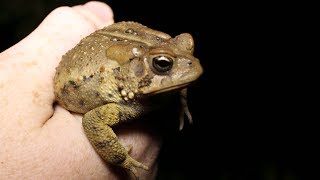 Toad Hunting Catching toads with my toddlers for fun [upl. by Hewart]