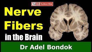 Commissural Association and Projection Fibers in the Brain Dr Adel Bondok [upl. by Aralc]