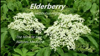 Elderberry Sambucus Nigra Natures Medicine Cabinet [upl. by Nosnarb]