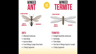 Winged termites [upl. by Rehsu]