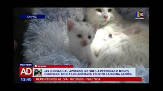 Una sorpresa felina encontrada en el motor de un PumaKatari [upl. by Llerej]