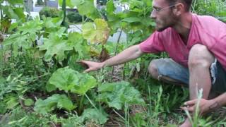 10 plantes pour le paillage en permaculture 0810  La Rhubarbe [upl. by Hitt]