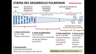 Embriología Desarrollo del sistema respiratorio y cavidades corporales [upl. by Ivana]