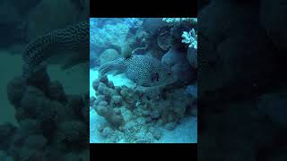 Map Pufferfish Madagascar pufferfish madagascar marinelife scubadiving giantfish [upl. by Airbmak]