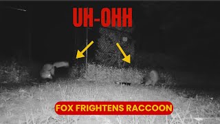 Fox Frightens Raccoon [upl. by Eciral]