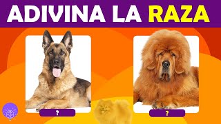 ¿CUANTO SABES DE RAZAS DE PERROS 🐶 Adivina la Raza del Perro  Trivia de CULTURA GENERAL [upl. by Anilek]