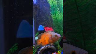 My new pet Orange Oscor fish shorts viral Oscorfish [upl. by Linden]