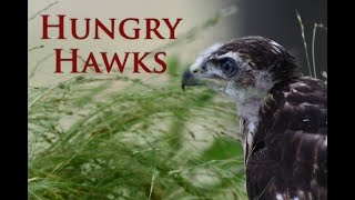 Hungry Hawks [upl. by Eerrehc]