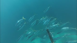 Spearfishing Australia [upl. by Llehsad]