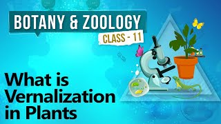 What Is Vernalization in Plants  Plant Growth and Development  Biology Class 11 [upl. by Arleta]