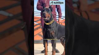 Top 5 most intimidating dog breeds dogscared dogbreed dog [upl. by Nomde]