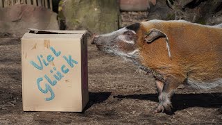 Pinselohrschweine im Erlebnis Zoo Hannover bekommen Glückskarton am Weltglückstag [upl. by Arodaeht206]