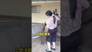 宠物小毛驴 自繁自养自销 旅游景点观赏骑乘宠物小毛驴 funnyanimals [upl. by Phenice572]