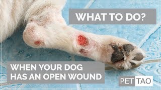 Treating Open Wounds on Your Dog  PET  TAO Holistic Pet Products [upl. by Victoria]