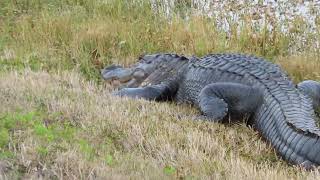 Spotless Teeth on Alligator amp Nictitating Membrane Rolls Back at Orlando Wetlands Christmas [upl. by Bartholomeo395]