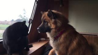 Eurasier dog trying to be friends with the cats [upl. by Niletac]