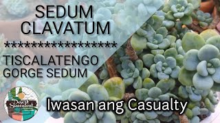 31 Sedum Clavatum Complete Care Guide amp Propagation • Tiscalatengo Gorge Sedum [upl. by Guevara]