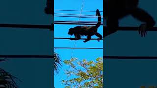 Witness Unbelievable Sights in Costa Rica Monkeys With Monkey Babies 🐒 [upl. by Neened116]