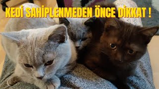 British shorthair Catkedi sahiplenirken gerekli olan ekipmanlar dikkat edilmesi gereken konular [upl. by Yeltrab69]