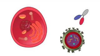 Covalent Immunology Foundation Science Video [upl. by Garceau62]