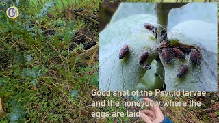 Blue Gum Psyllid 🦟 Garlic Spray [upl. by Ardra]