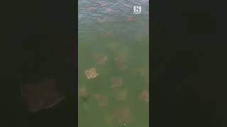 Large group of bat rays — called a fever — recorded in the Monterey Bay [upl. by Clarhe]