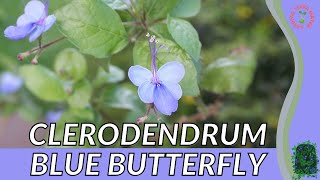 CLERODENDRUM BLUE BUTTERFLY Information and Growing Tips Rotheca myricoides [upl. by Ahsienek807]