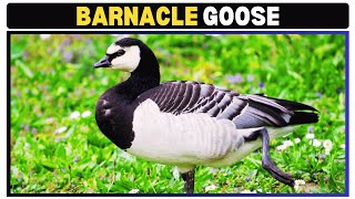 Barnacle Goose Facts From Arctic Nests to Winter Wonders [upl. by Anitnerolf]