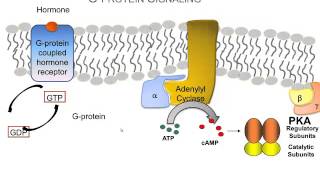 How Hormones Use Gprotein Signaling Pathways A Video Review of the Basics [upl. by Baxie]