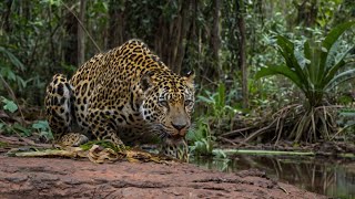 The Unexplored Beauty Madidi National Park Bolivia [upl. by Eelinnej]