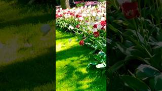 Colorful Tulip Garden  flowers Beautiful 🌹2024 [upl. by Persian]