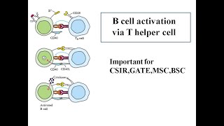 B cell activation [upl. by Vidovik537]