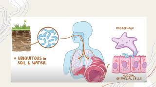 Mycobacterium Avium Complex [upl. by Dang895]