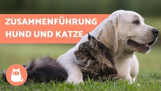 Hund mit Katze zusammenführen  8 TIPPS für die Zusammenführung von Hund und Katze [upl. by Ahtivak]