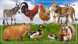 Farm Animal Sounds Cougar Chicken Donkey Squirrel Capybara  Animal Moments [upl. by Ahsia]