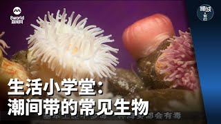 狮城有约  生活小学堂：潮间带的常见生物 [upl. by Kneeland]