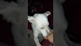 El Fleixer El Cleofás y La Titina nocompresderazaadoptaaunosincasa viralvideo cat doglover [upl. by Airegin]