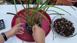 How to Repot a Maxillaria Tenuifolia Orchid [upl. by Selin]