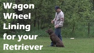 Wagon Wheel Lining Training for your retriever [upl. by Esilrac938]