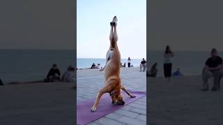 This Dog’s Yoga Routine is Unreal Watch Out Humans 🐶🧘♀️ pet dog yoga [upl. by Drareg]