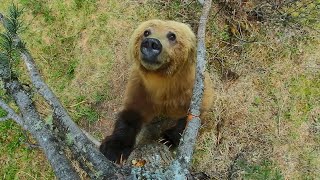 Bears Dancing in the Forest  4K UHD  Planet Earth II  BBC Earth [upl. by Rakel10]