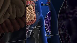 Your service connected IBS can aggravate your hemorrhoids veteranassistance military viral [upl. by Asirrac]