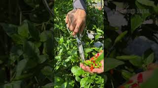 Harvesting bird pepper vegetables [upl. by Nuy]