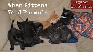 When Kittens Dont Get Enough Milk From Mom 😺 Formula amp Fleas Foster Litter 15 [upl. by Zeba]