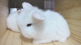 The Cutest Baby Bunnies 18days Old [upl. by Trebeh689]