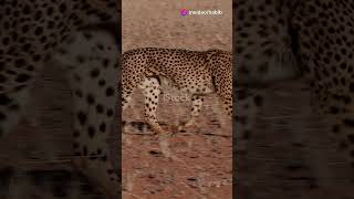 The Speedy Cheetah World’s Fastest Feline [upl. by Peoples]