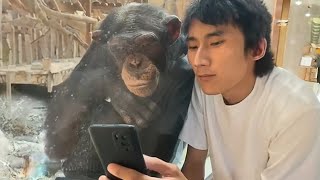 The Funniest Animals 2024 Monkeys Reacting to See Phone For The First Time [upl. by Ydda]