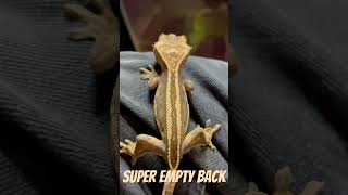 Rare Super Empty Back Crested Gecko  Reptile Breeding  Terrarium Station crestedgecko [upl. by Ebehp9]