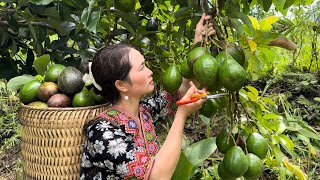 Harvesting Wild Avocados Goes to the market sell Vàng Hoa [upl. by Adnac508]