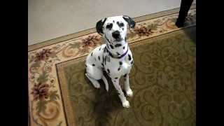 Andie the smart dalmatian puppy [upl. by Nunci]